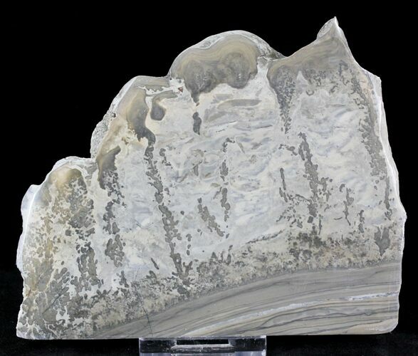 Triassic Aged Stromatolite Fossil - England #23231